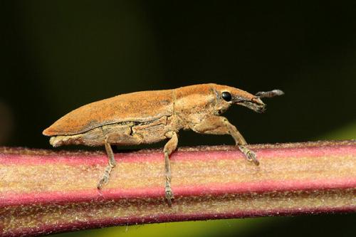 Lixus acicularis