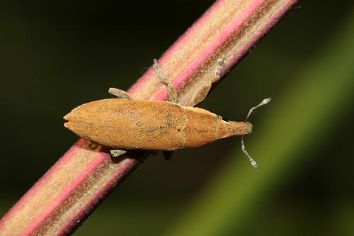 Lixus acicularis