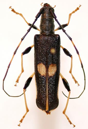 Arrhythmus rugosipennis