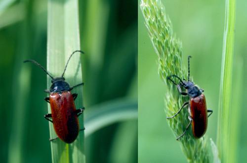 Omophlus sp.