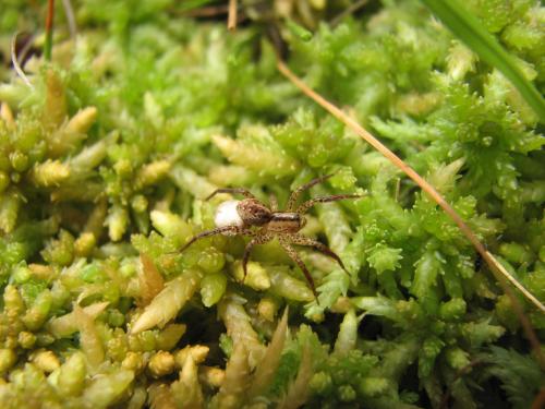 Réf. 26 458 : Hygrolycosa rubrofasciata
