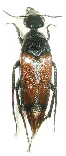 Réf. 26 355 : Macrosiagon praeusta
