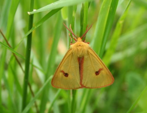 Réf. 26 596 : Diacrisia sannio