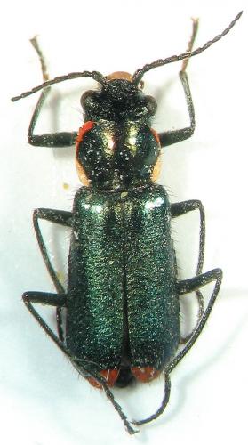 Clanoptilus sardous