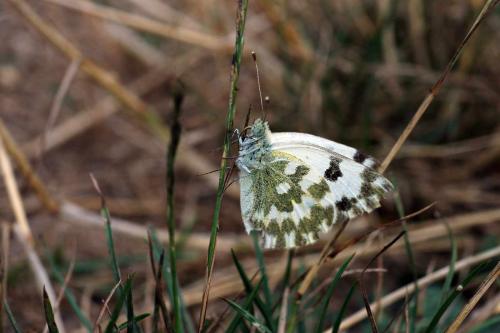 Réf. 26 125 : Pontia daplidice