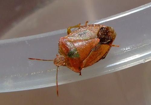 Palomena prasina