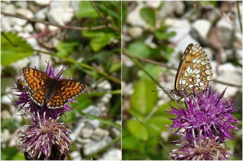 Melitaea sp.