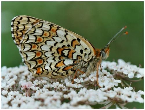 Réf. 26 709 : Melitaea phoebe