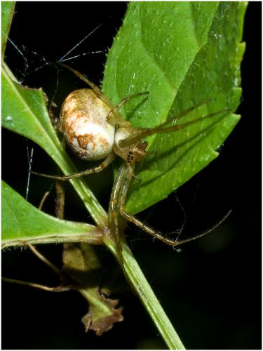Metellina sp.