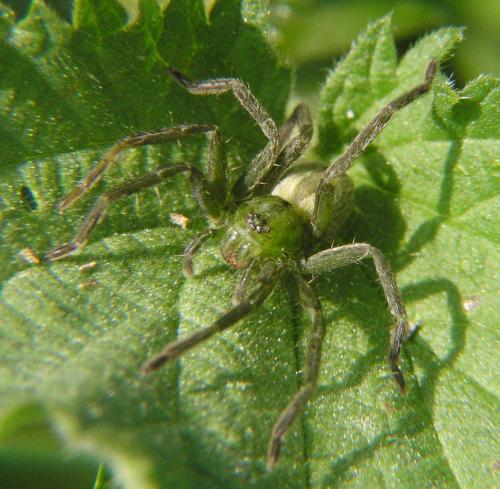 Micrommata ligurina