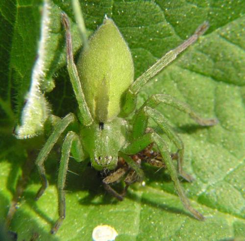 Micrommata ligurina