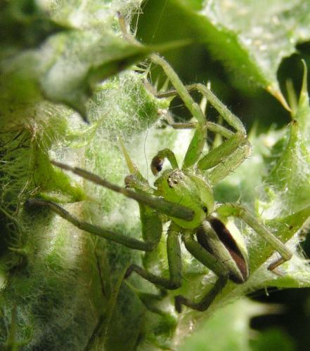Micrommata ligurina