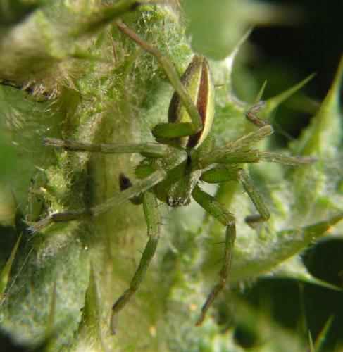 Micrommata ligurina