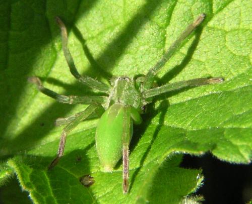 Micrommata ligurina
