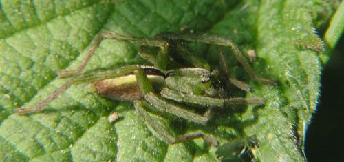 Micrommata ligurina