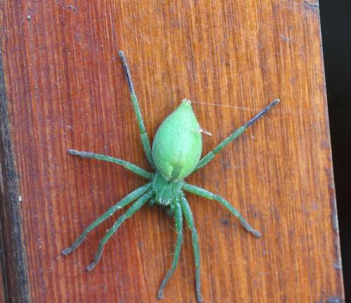 Micrommata ligurina