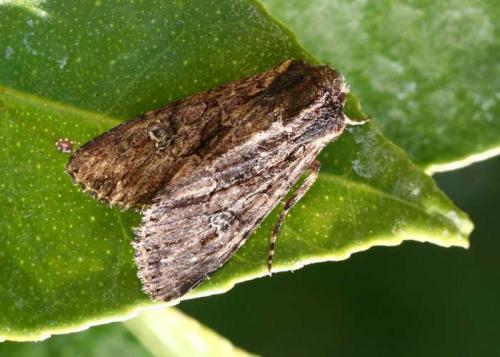 Réf. 26 354 : Mniotype sp.