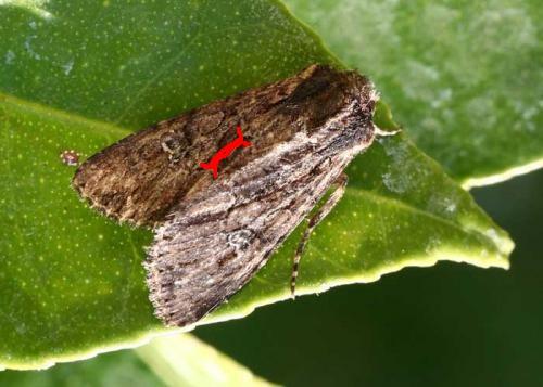 Mniotype spinosa