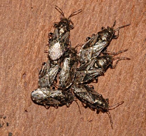 Heterogaster urticae