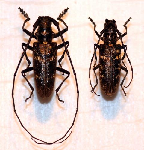 Monochamus sartor