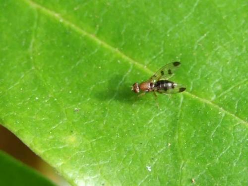 Geomyza sp.