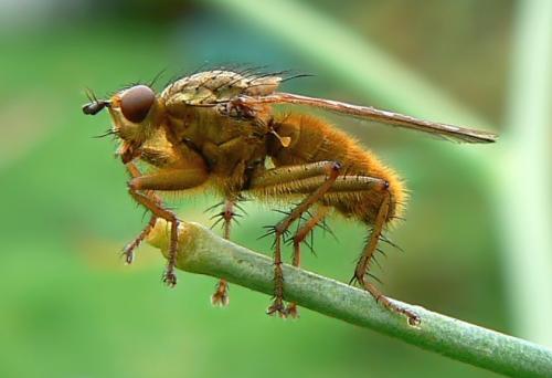 Scathophaga stercoraria