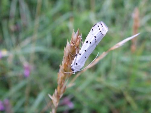 Myelois circumvoluta
