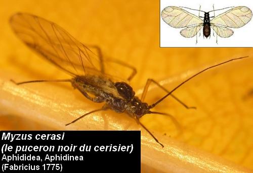 Myzus cerasi
