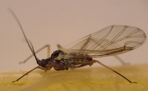 Myzus cerasi