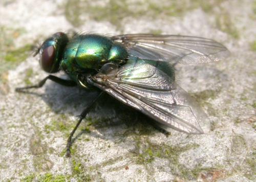 Réf. 26 412 : Neomyia viridescens