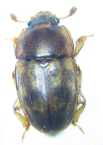 Réf. 26 280 : Epuraea guttata