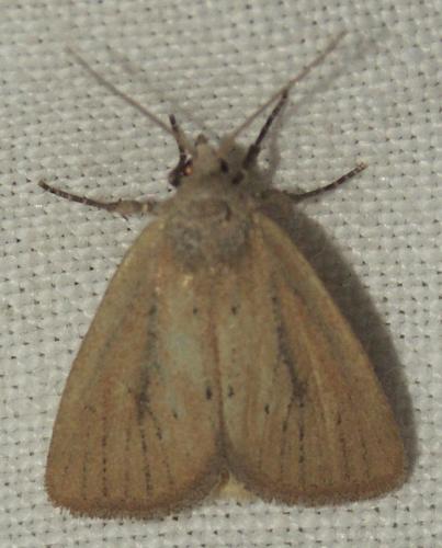 Coenobia rufa
