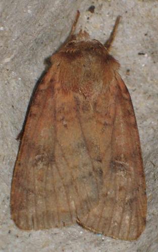 Diarsia sp.