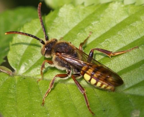 Nomada sp.