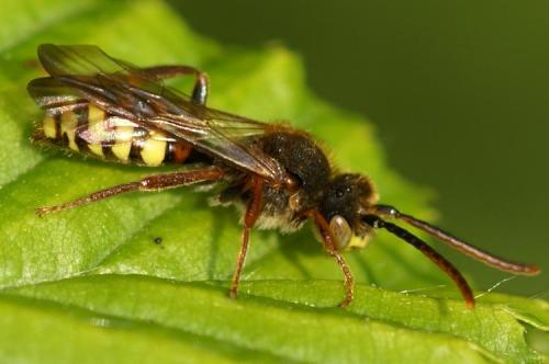 Nomada sp.