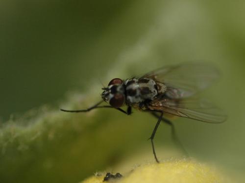 Réf. 26 597 : Limnophora tigrina