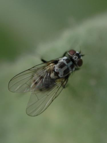 Réf. 26 598 : Limnophora tigrina