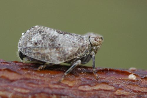 Latilica maculipes