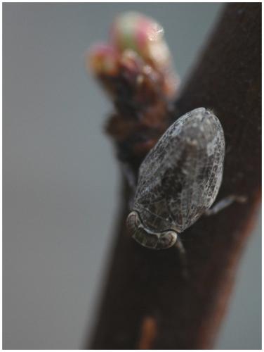 Latilica maculipes