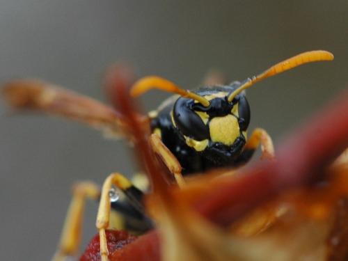 Polistes dominula