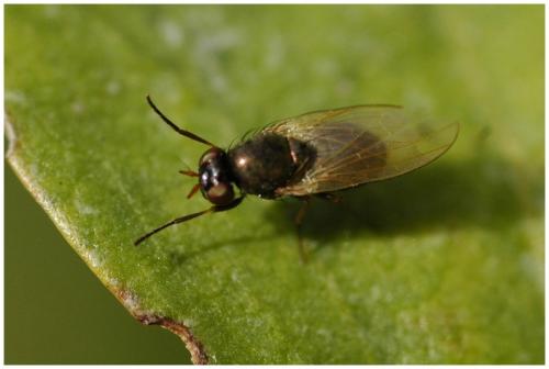Calliopum sp.