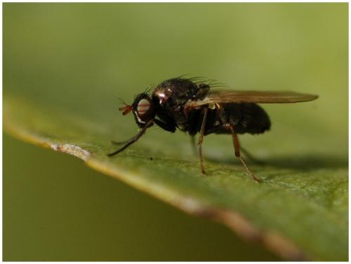 Calliopum sp.