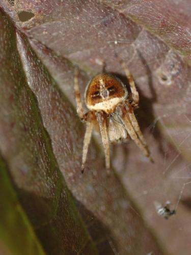 Agalenatea redii