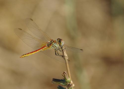 Réf. 26 963 : Sympetrum fonscolombii