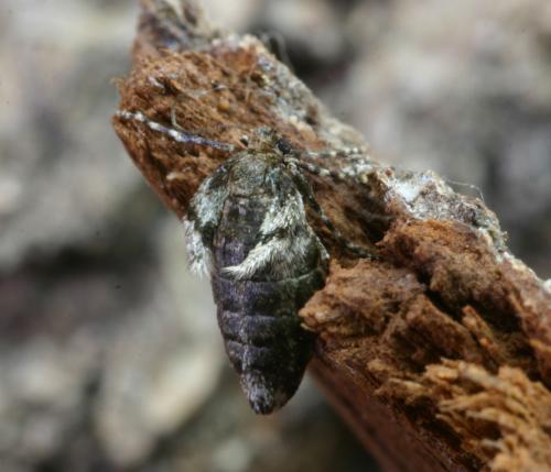Operophtera brumata