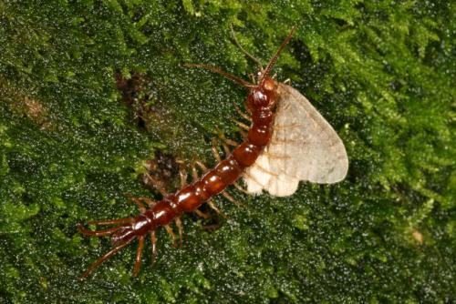 Operophtera brumata
