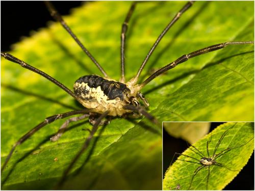 Réf. 26 600 : Mitopus morio