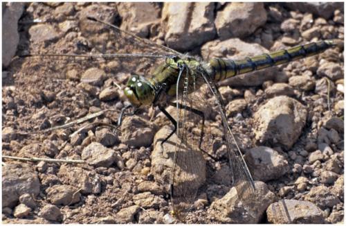 Orthetrum cancellatum