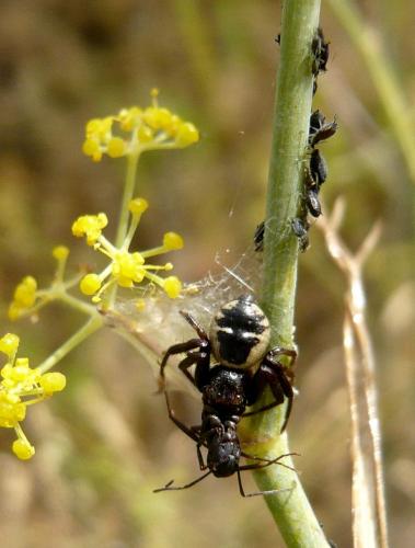 Réf. 26 282 : Synema globosum