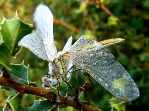 Sympetrum fonscolombii